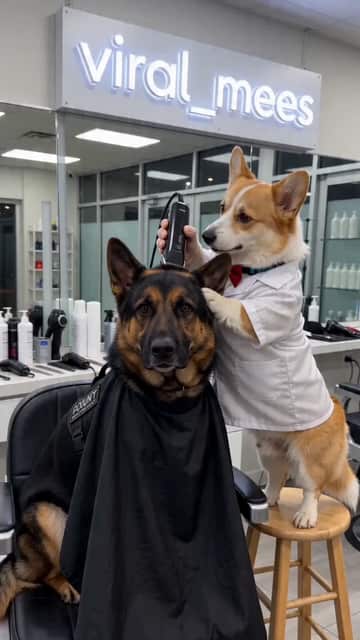 Tiny Cat Barber a offert la meilleure coupe de cheveux fraîchement décolorée de tous les temps