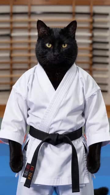 Ne vous laissez pas tromper par le joli visage, cet animal est une ceinture noire