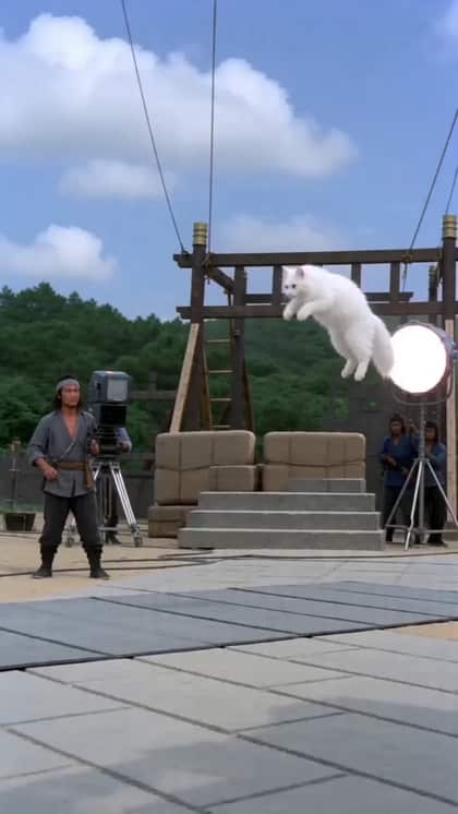Gagnait le combat de Kung Fu jusqu'à ce que de la nourriture pour chats apparaisse